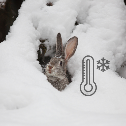 Kaninchen Außenhaltung im Winter